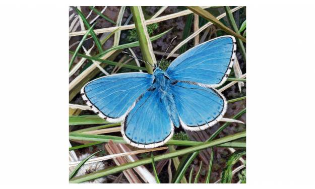 Adonis Blue Butterfly