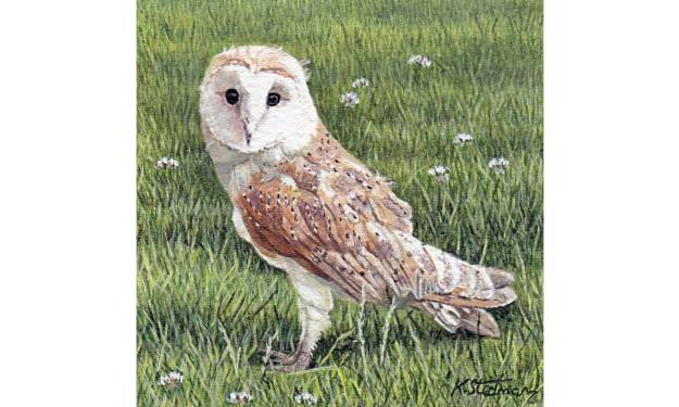 Barn Owl