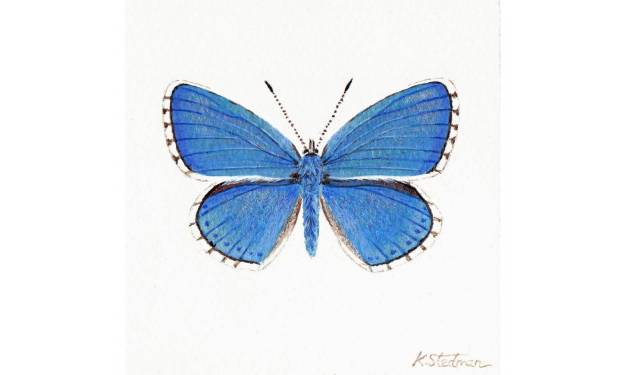 Blue Adonis Butterfly
