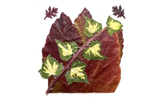 Ivy Leaves on Virginia Creeper Leaf
