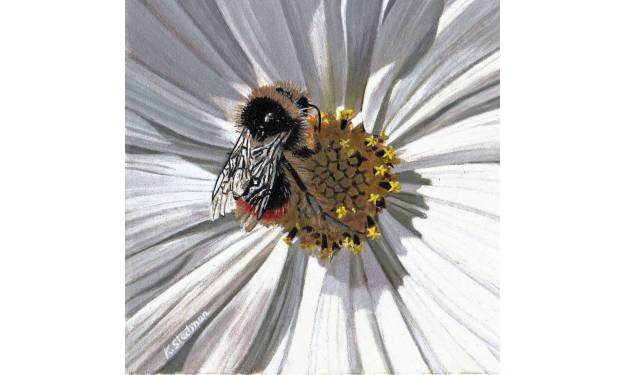 Bumblebee