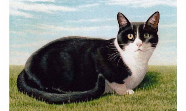 Black & white Cat