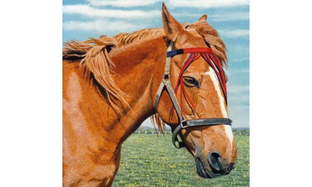 Raystede Rescue Horse