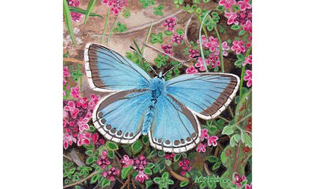 Chalkhill Butterfly