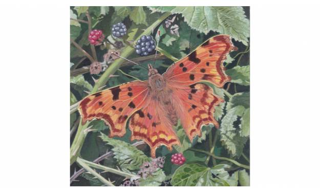 Comma butterfly