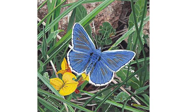 Common blue butterfly