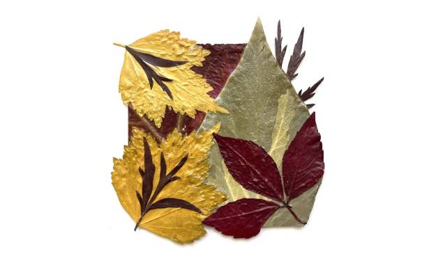 Autumn leaves