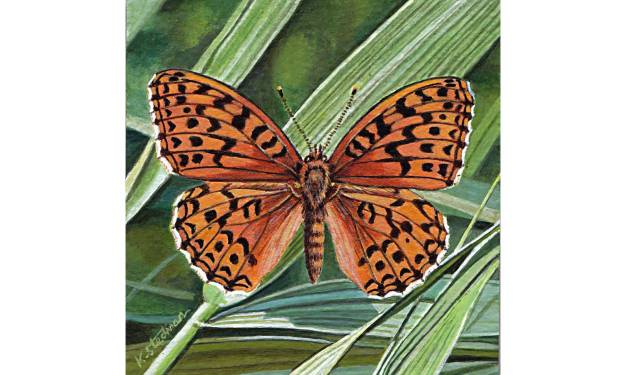 Dark Green Fritillary