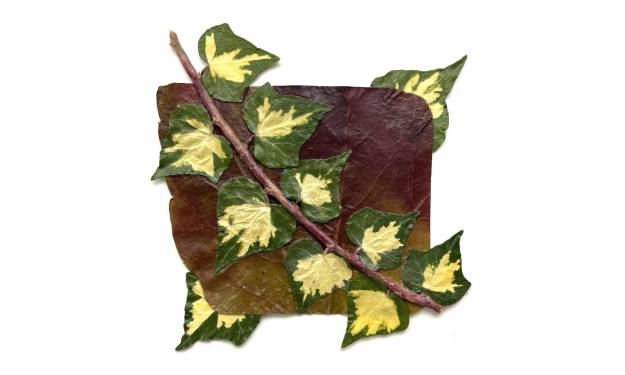 Ivy on Virginia Leaf