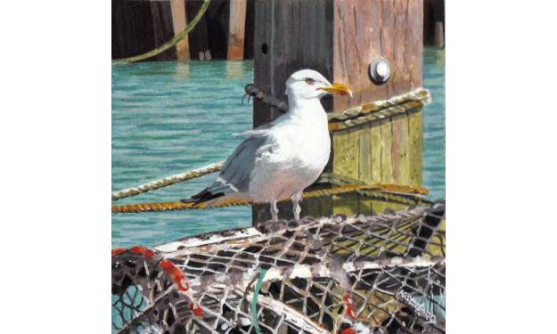 Herring Gull