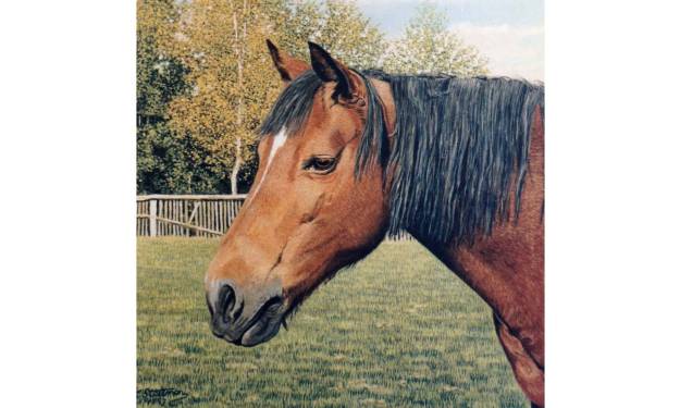 Horse