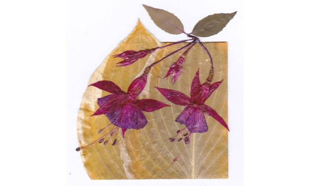 Fuchsia Flowers on Hosta leaf