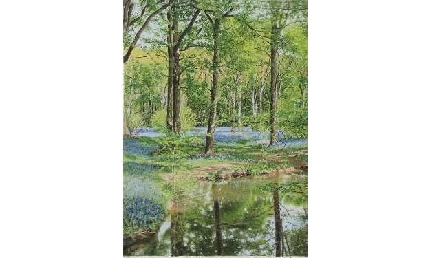 Bluebell Wood near Arlington