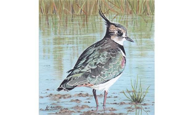 Lapwing