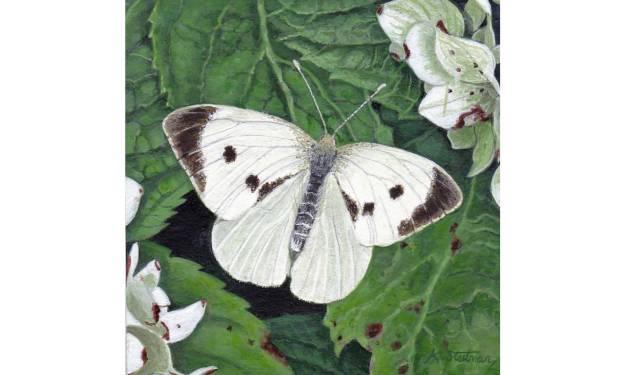 Large White butterfly