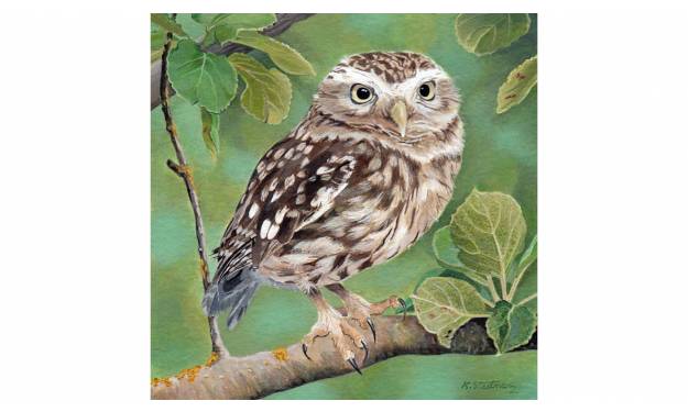 Little Owl 