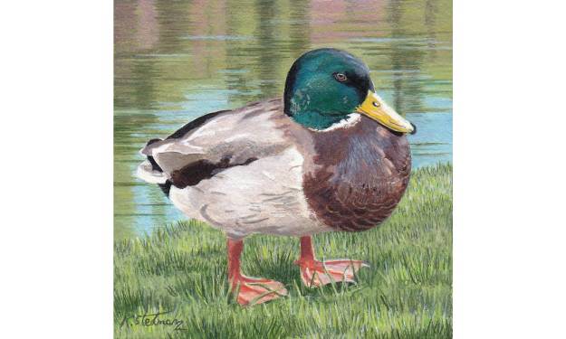 Mallard Duck