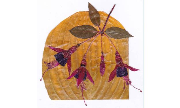 Fuchsia Flowers on Hosta Leaf