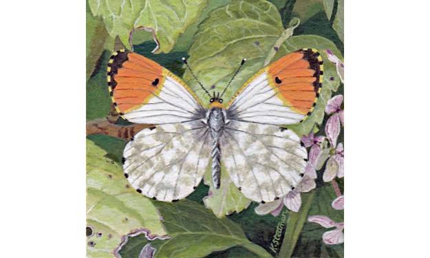 Orange tip Butterfly