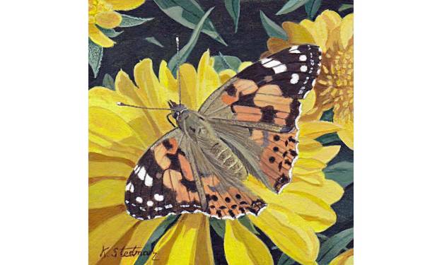 Painted Lady Butterfly