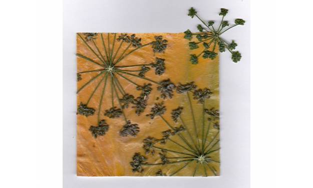 Parsley Flower on Hosta Leaf, Sold