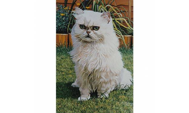 Persian Cat