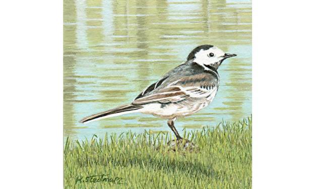 Pied Wagtail