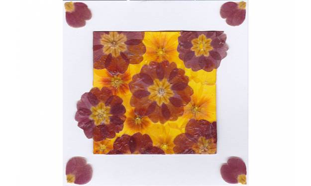 Primroses