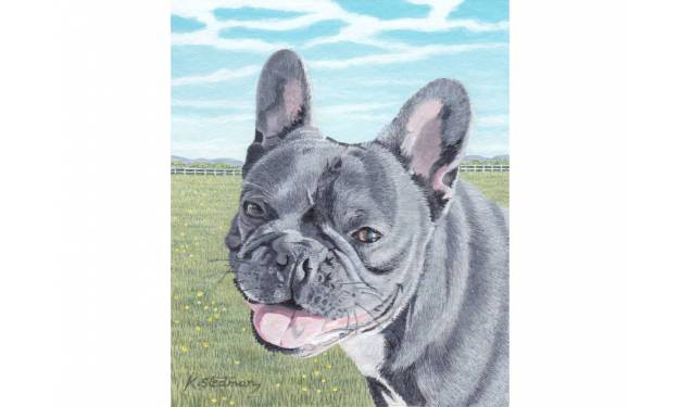 Ralph The French Bulldog