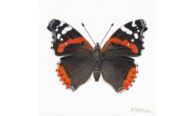 Red Admiral Butterfly