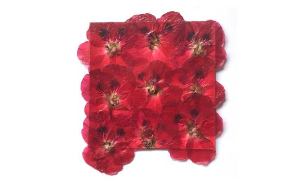 Pelargonium Flowers