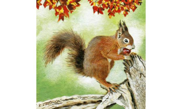 Red Squirrel With Nut
