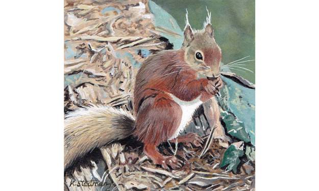 Red Squirrel