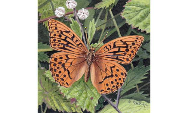 Silver Washed Fritillary