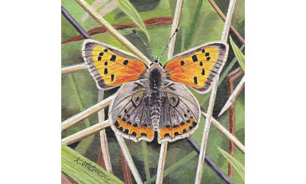 Small Copper