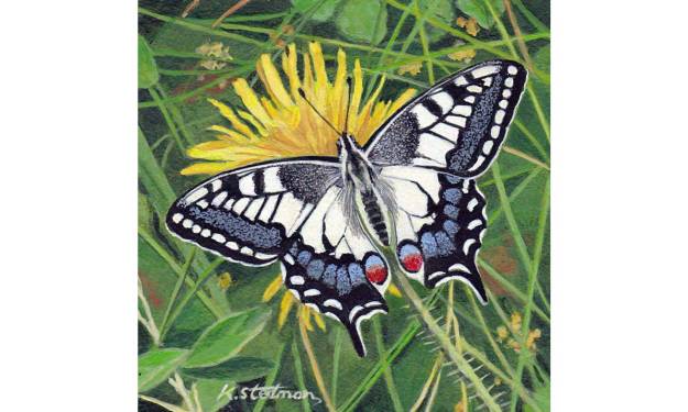 Swallowtail Butterfly