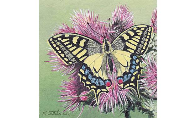 Swallowtail butterfly