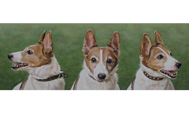 The Three Faces of Charlie the Jack Russell