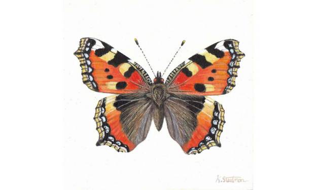 Tortoiseshell Butterfly