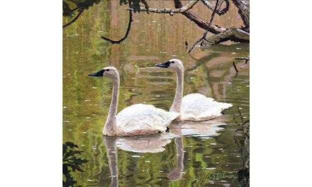 Trumpeter Swans