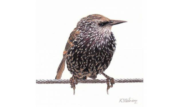 Young Starling